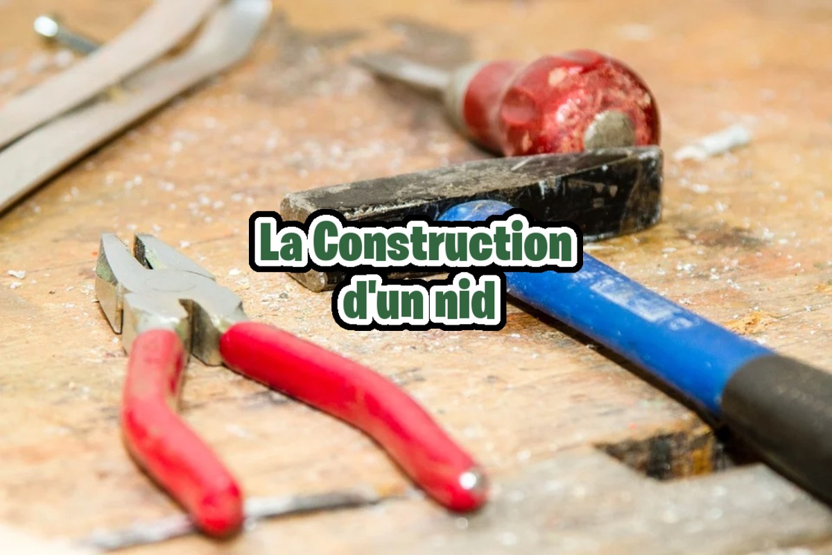 🔨 Guide : La construction d’un nid - Antariums v5